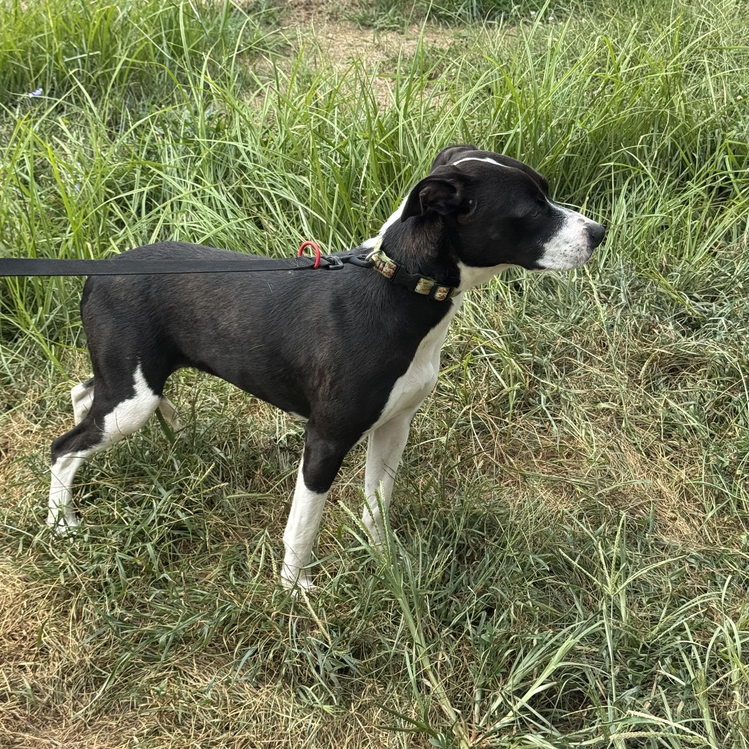 Liv, a Adoptable Mixed Breed in Logan, OH image 3/3