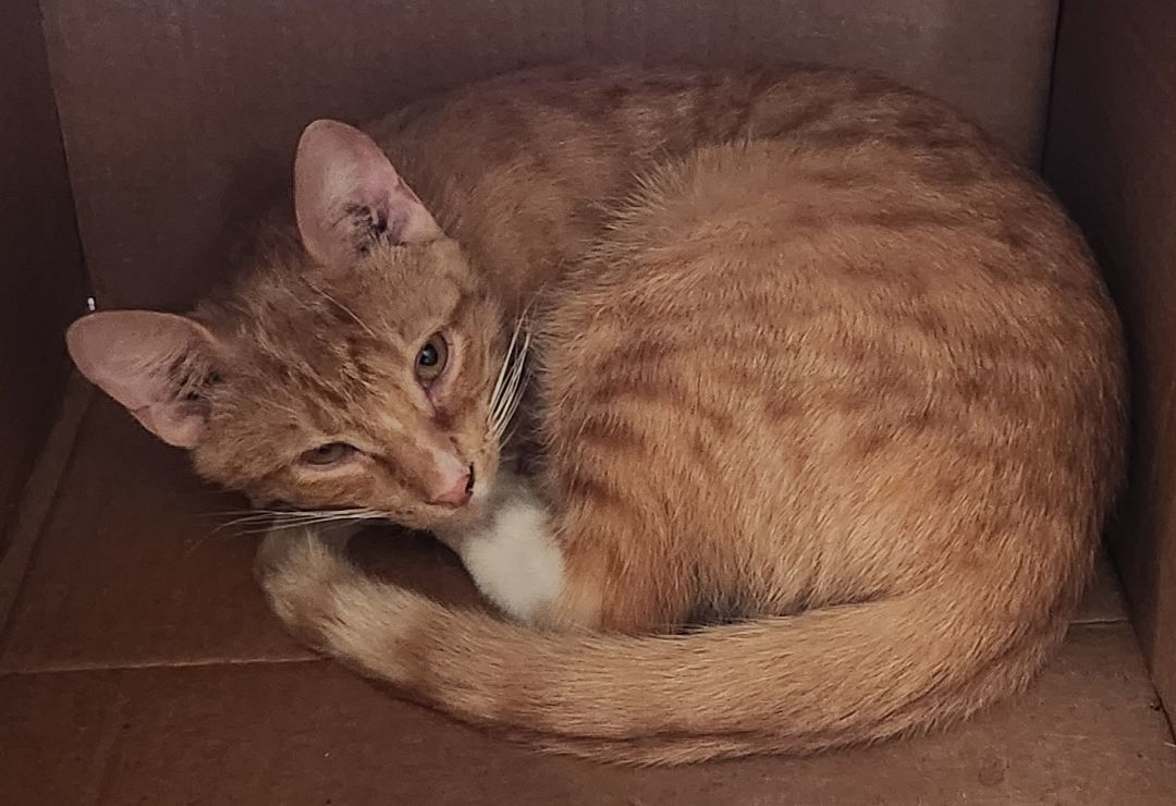 Acapulco, a Adoptable mixed breed in Dallas, TX image 1/7