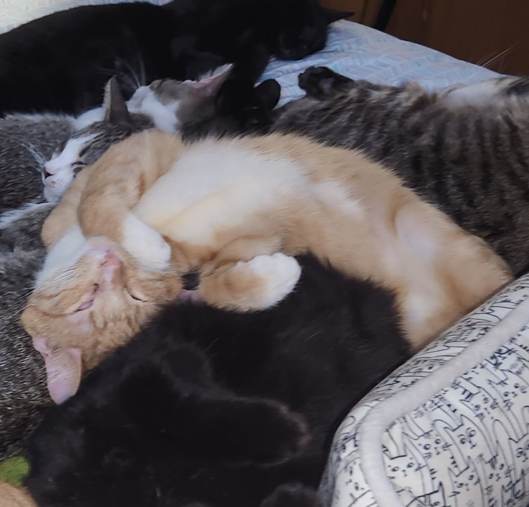 Acapulco, a Adoptable mixed breed in Dallas, TX image 2/7