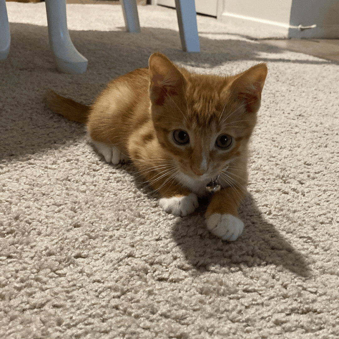 Acapulco, a Adoptable mixed breed in Dallas, TX image 3/7