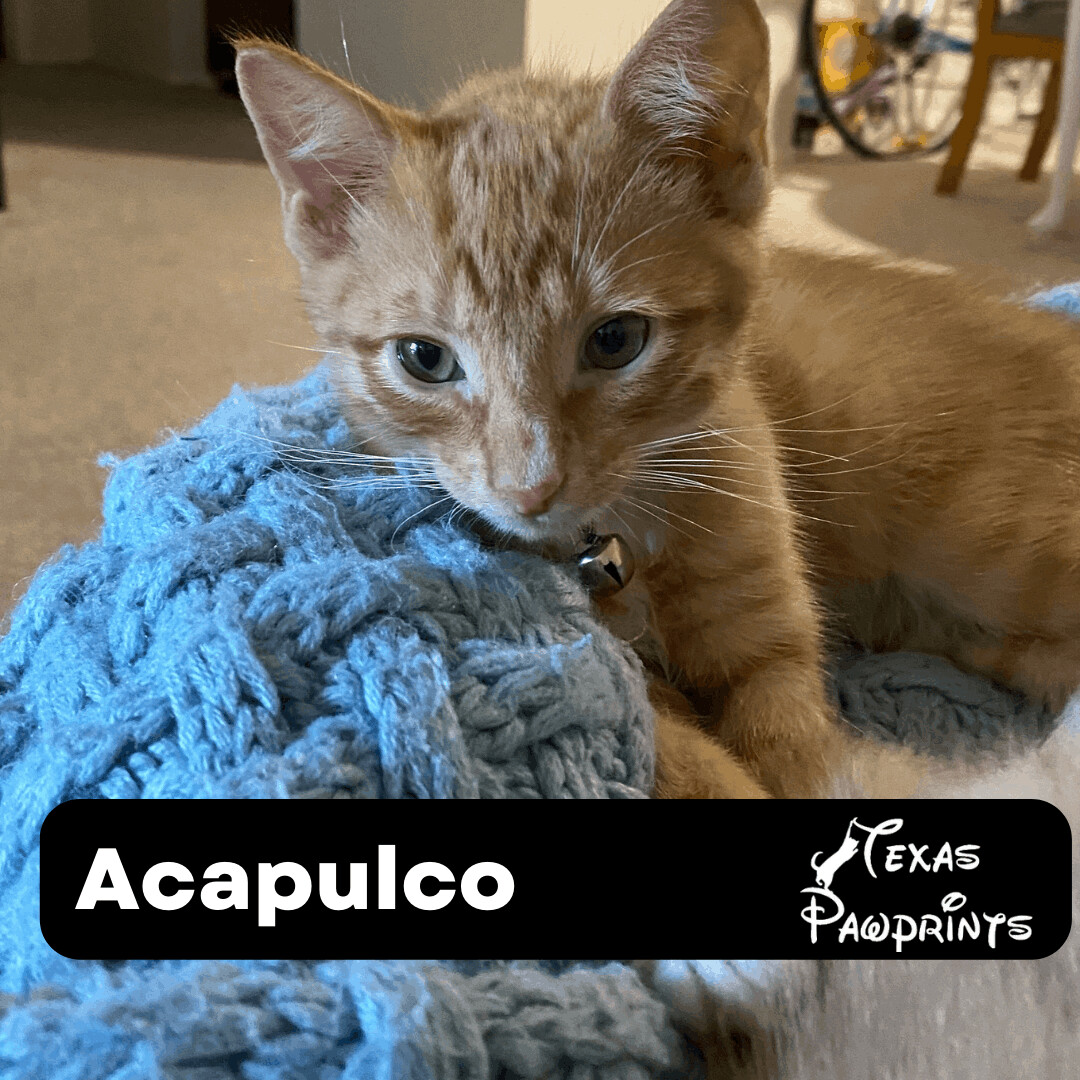 Acapulco, Adoptable, Kitten Male Domestic Short Hair & Tabby.