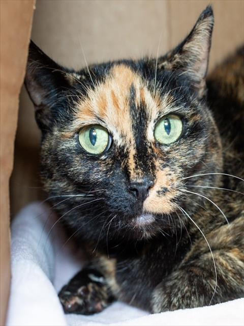 DELTA, Adoptable, Adult Female Domestic Short Hair.