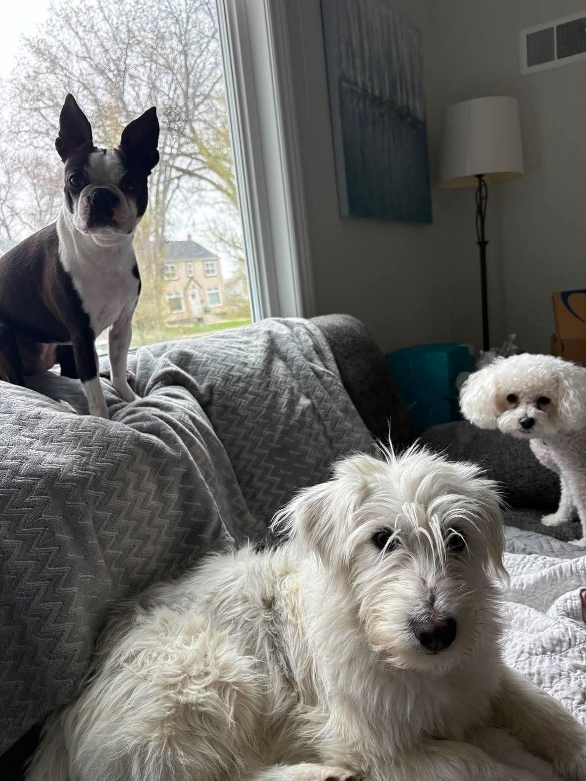 Snowball, a ADOPTABLE mixed breed in Winnipeg, MB image 2/5