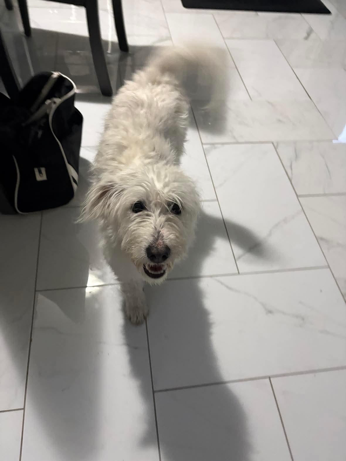 Snowball, a ADOPTABLE mixed breed in Winnipeg, MB image 3/5