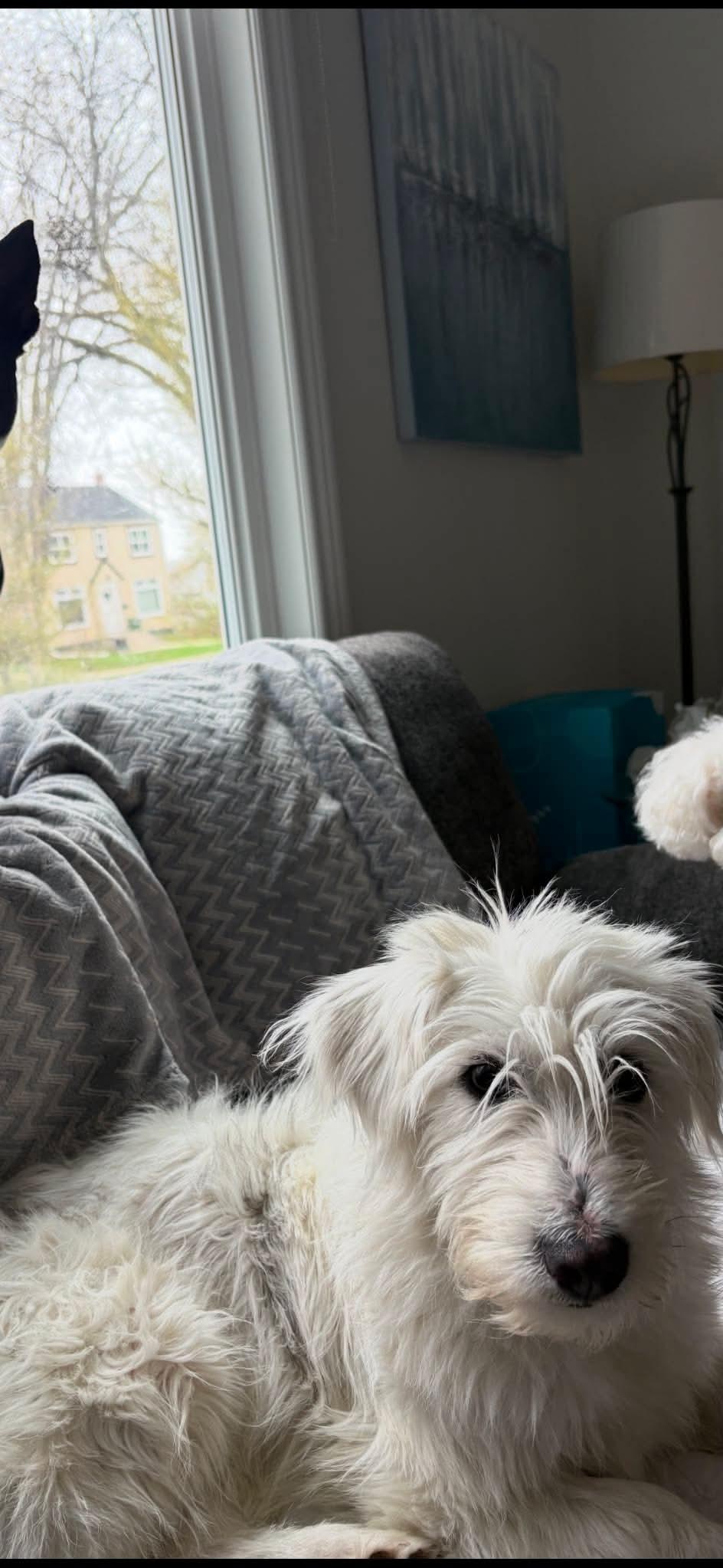 Snowball, a ADOPTABLE mixed breed in Winnipeg, MB image 5/5