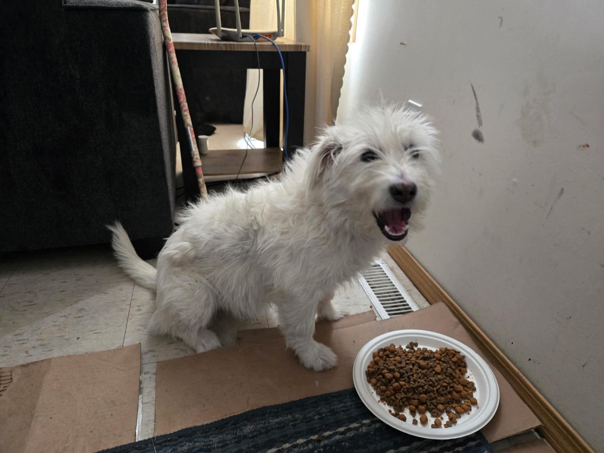 Snowball, a ADOPTABLE mixed breed in Winnipeg, MB image 4/5