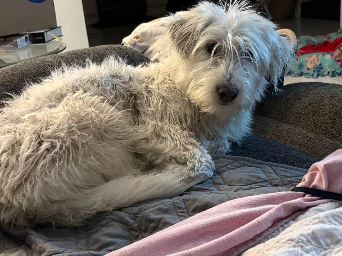 Snowball, ADOPTABLE, Adult Female Terrier & Mixed Breed.