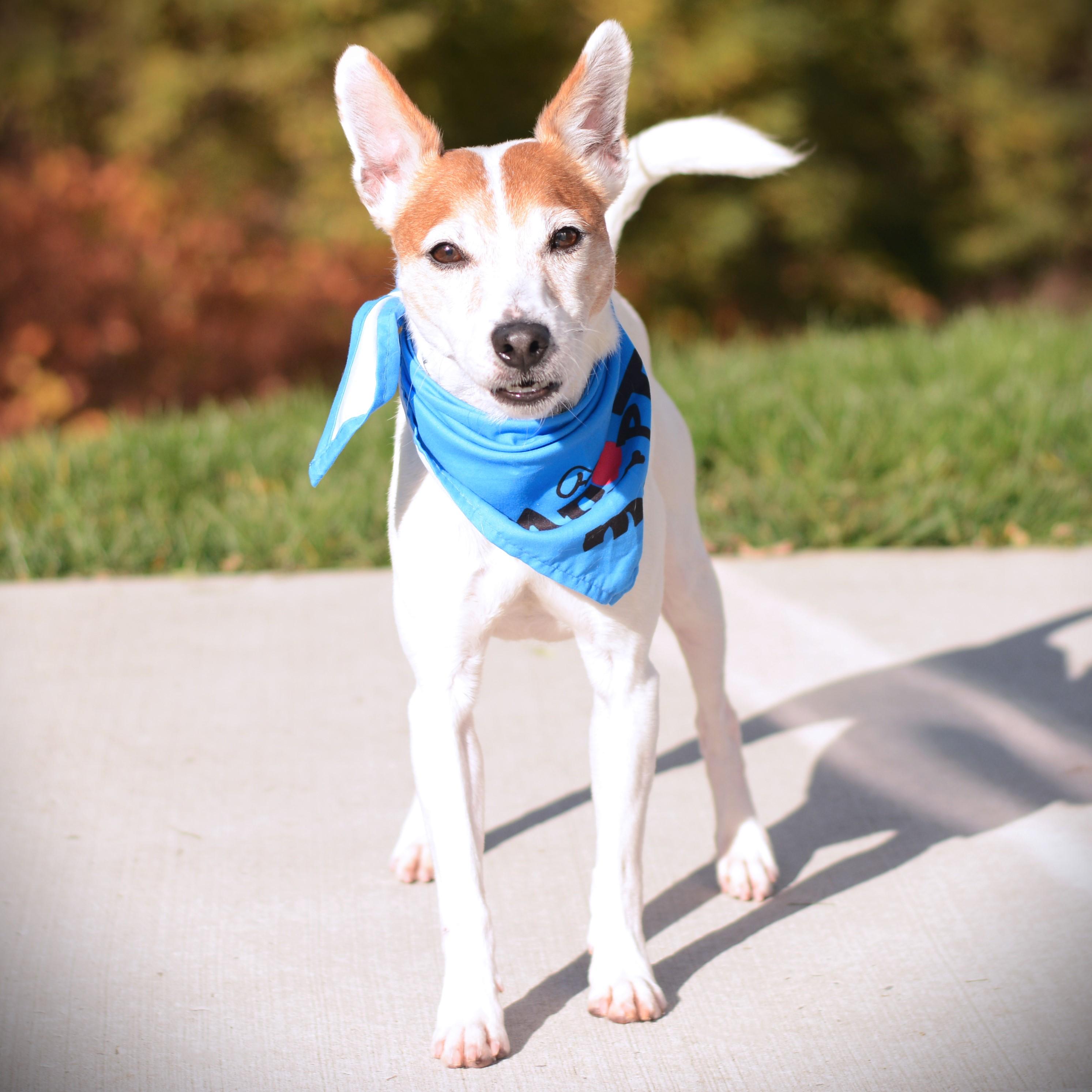 Enlarge Jax, a Adoptable mixed breed in Amsterdam, NY image 2/3