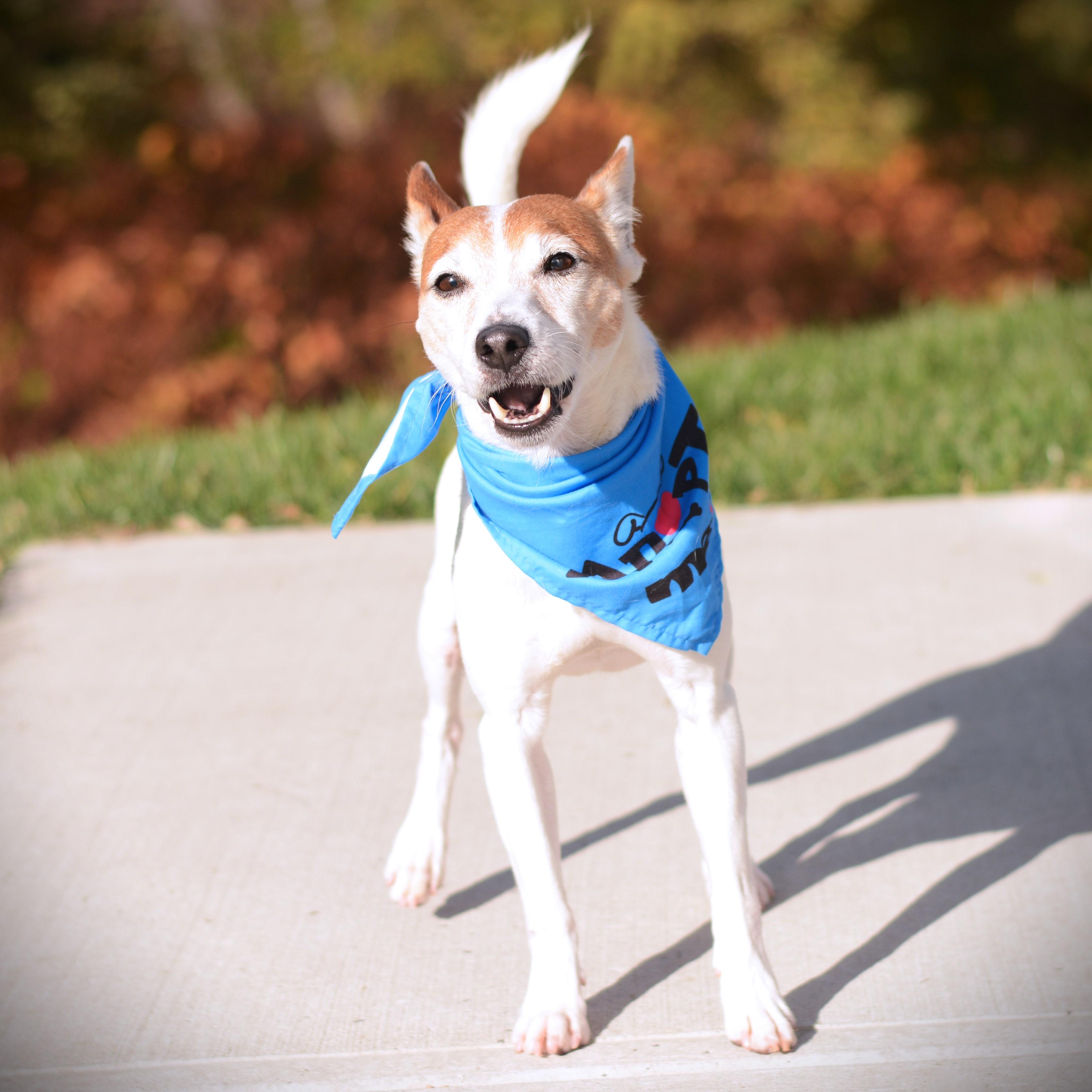 Enlarge Jax, a Adoptable mixed breed in Amsterdam, NY image 3/3