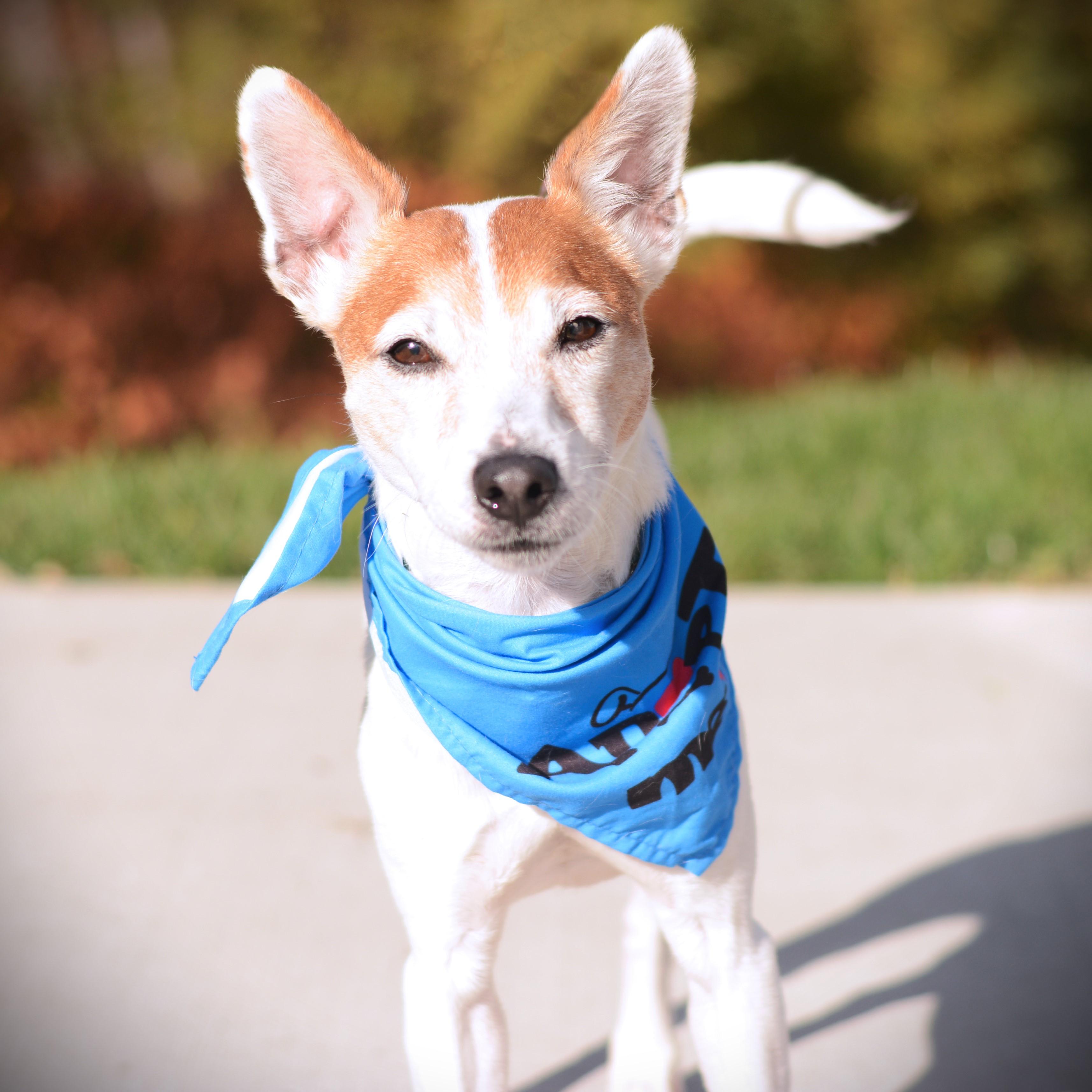 Enlarge Jax, a Adoptable mixed breed in Amsterdam, NY image 1/3