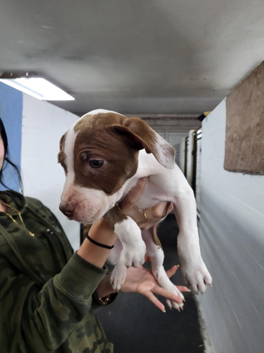 Ethel, adopted, Puppy Female Mixed Breed.