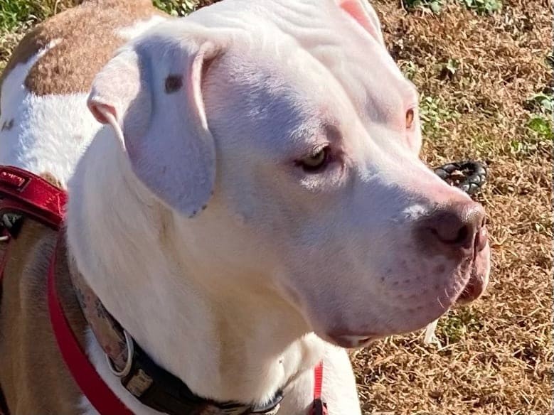 Hazel, Adoptable, Adult Female American Bulldog.