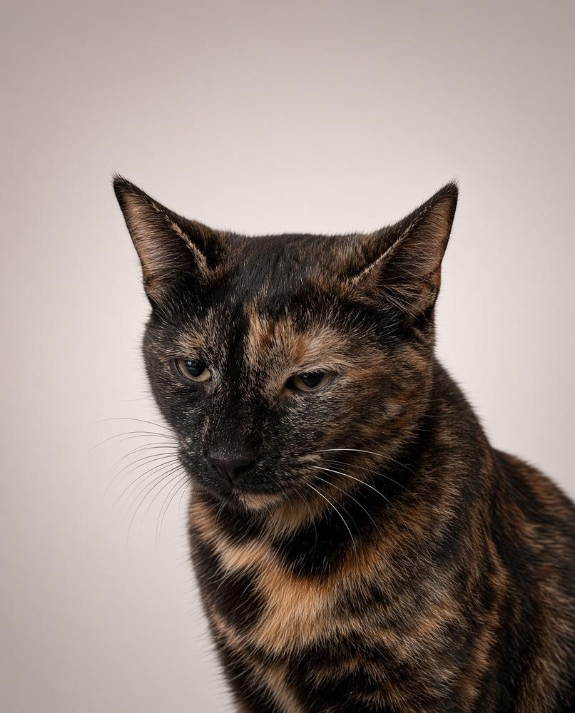 Marlie, Adoptable, Kitten Female Domestic Short Hair & Domestic Short Hair.
