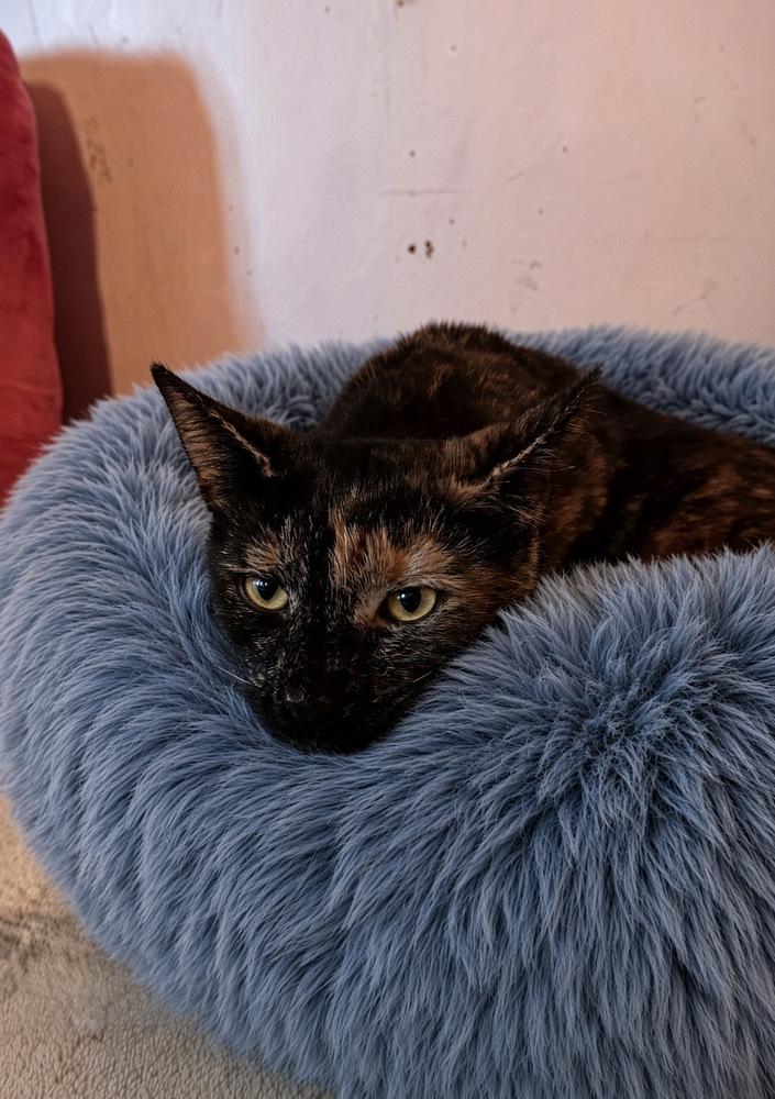 Enlarge Marlie, a Adoptable mixed breed in Vienna , VA image 5/5