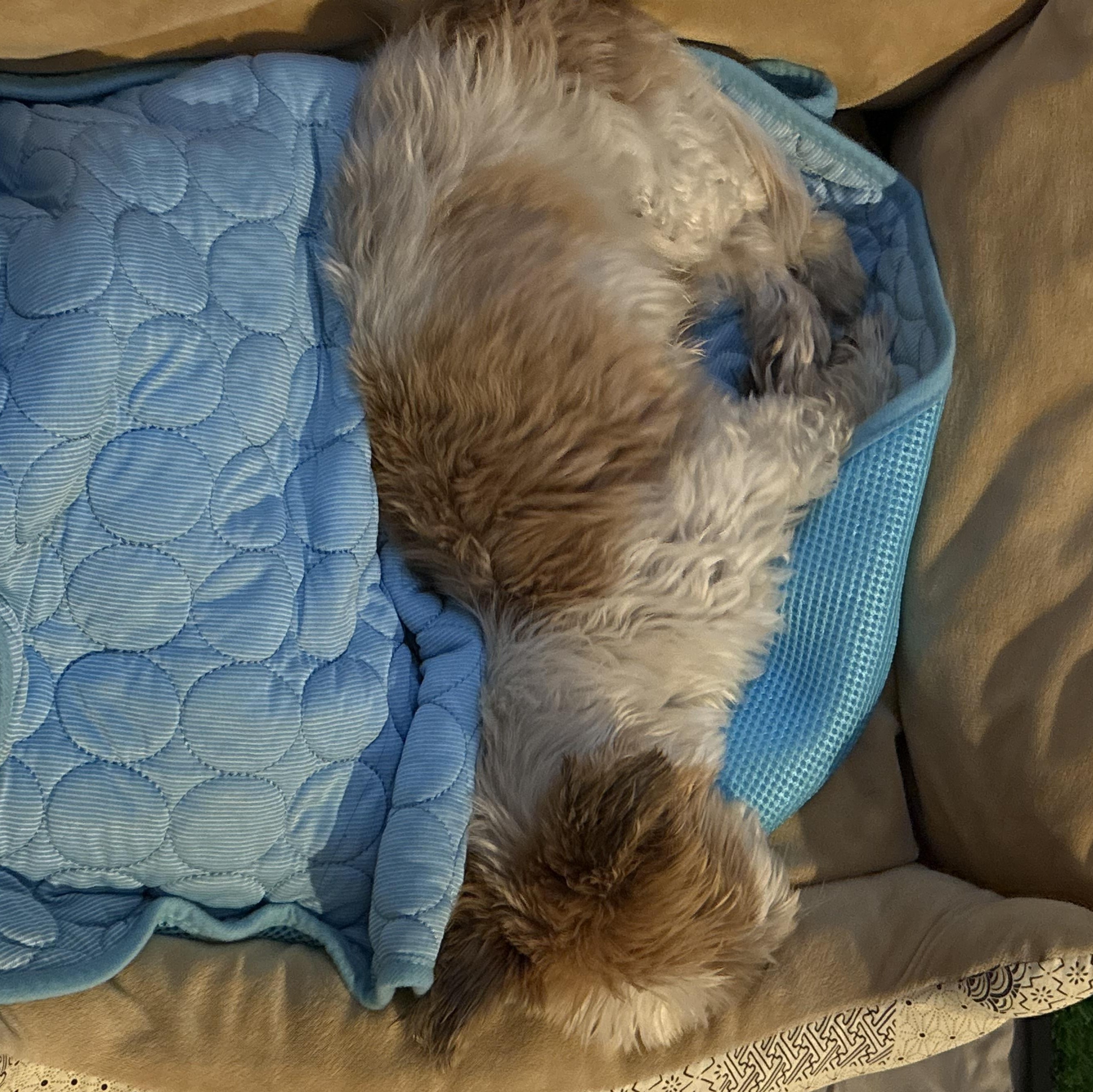 Ziggy, an adopted Shih Tzu in Matthews, NC image 2/2