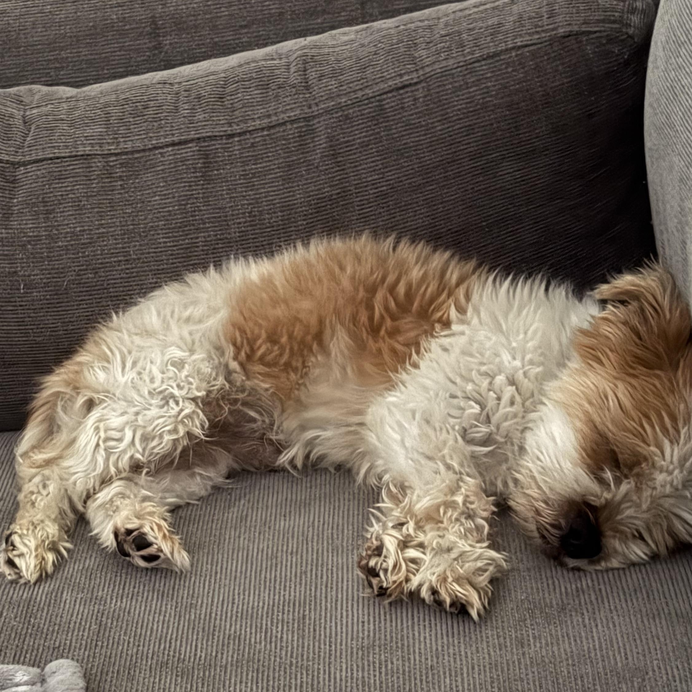 Ziggy, an adopted Shih Tzu in Matthews, NC image 1/2