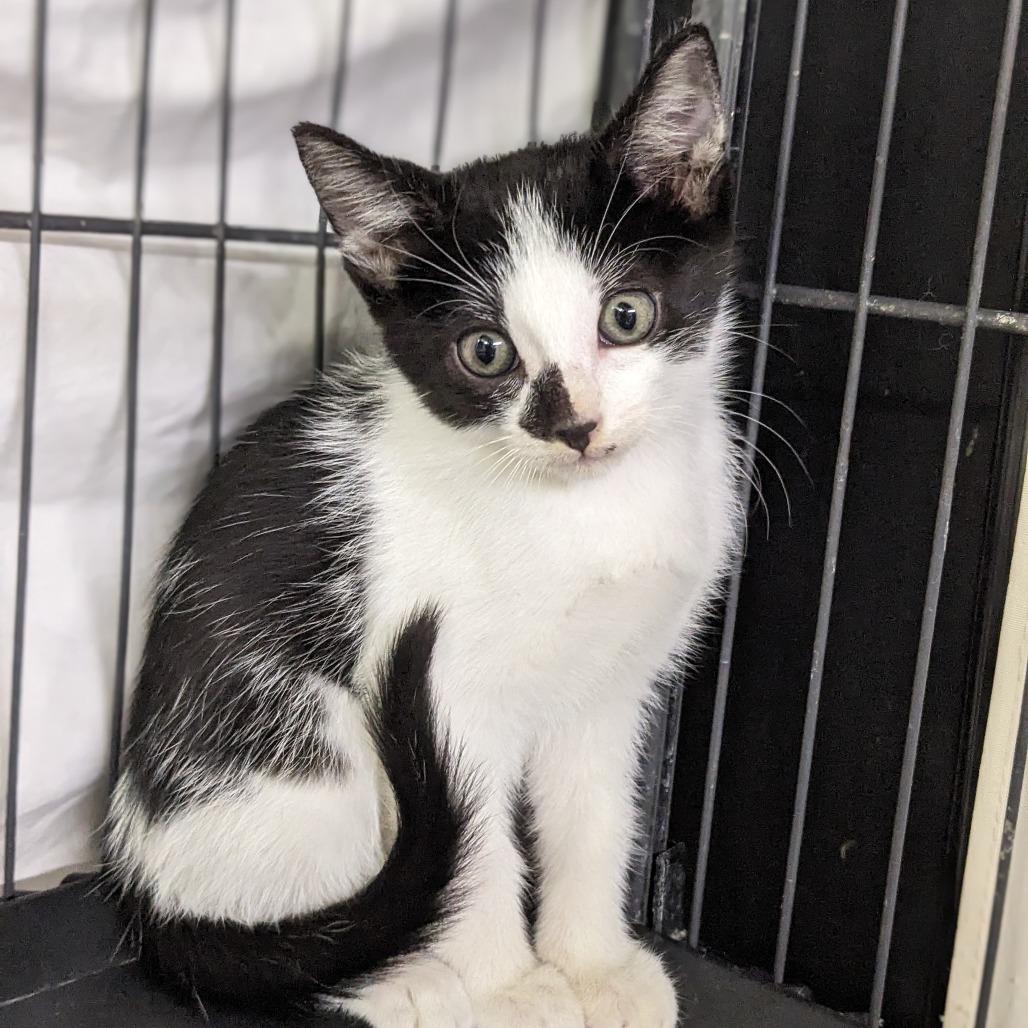 Achilles thumbnail 2