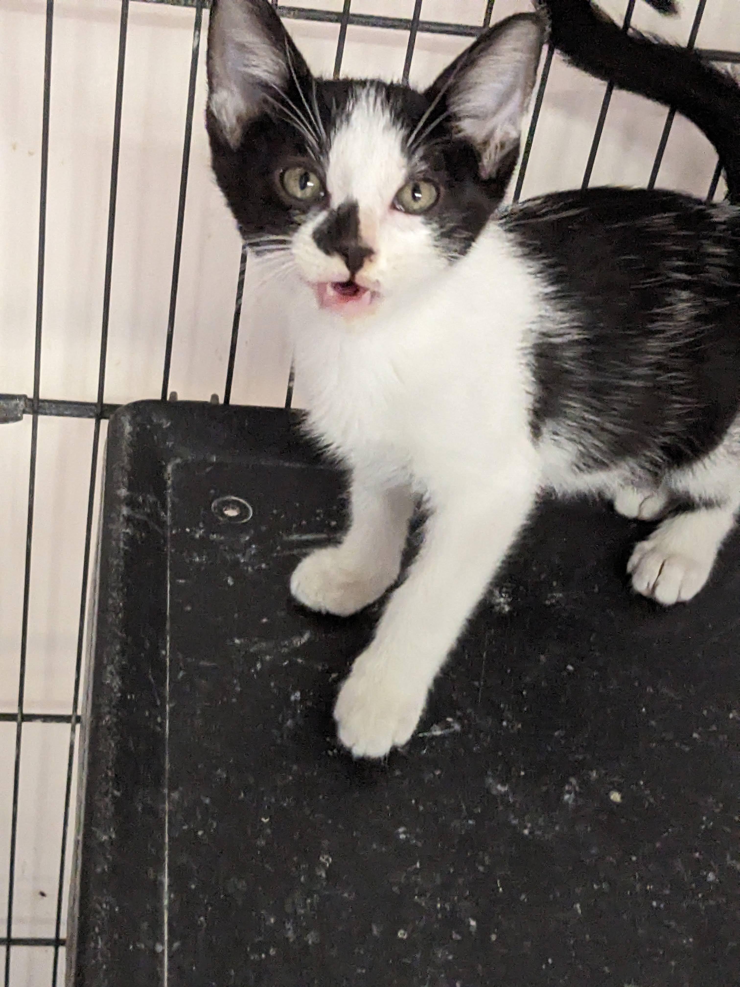 Achilles thumbnail 3