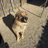 Goliath, Adopted, Adult Male Anatolian Shepherd.
