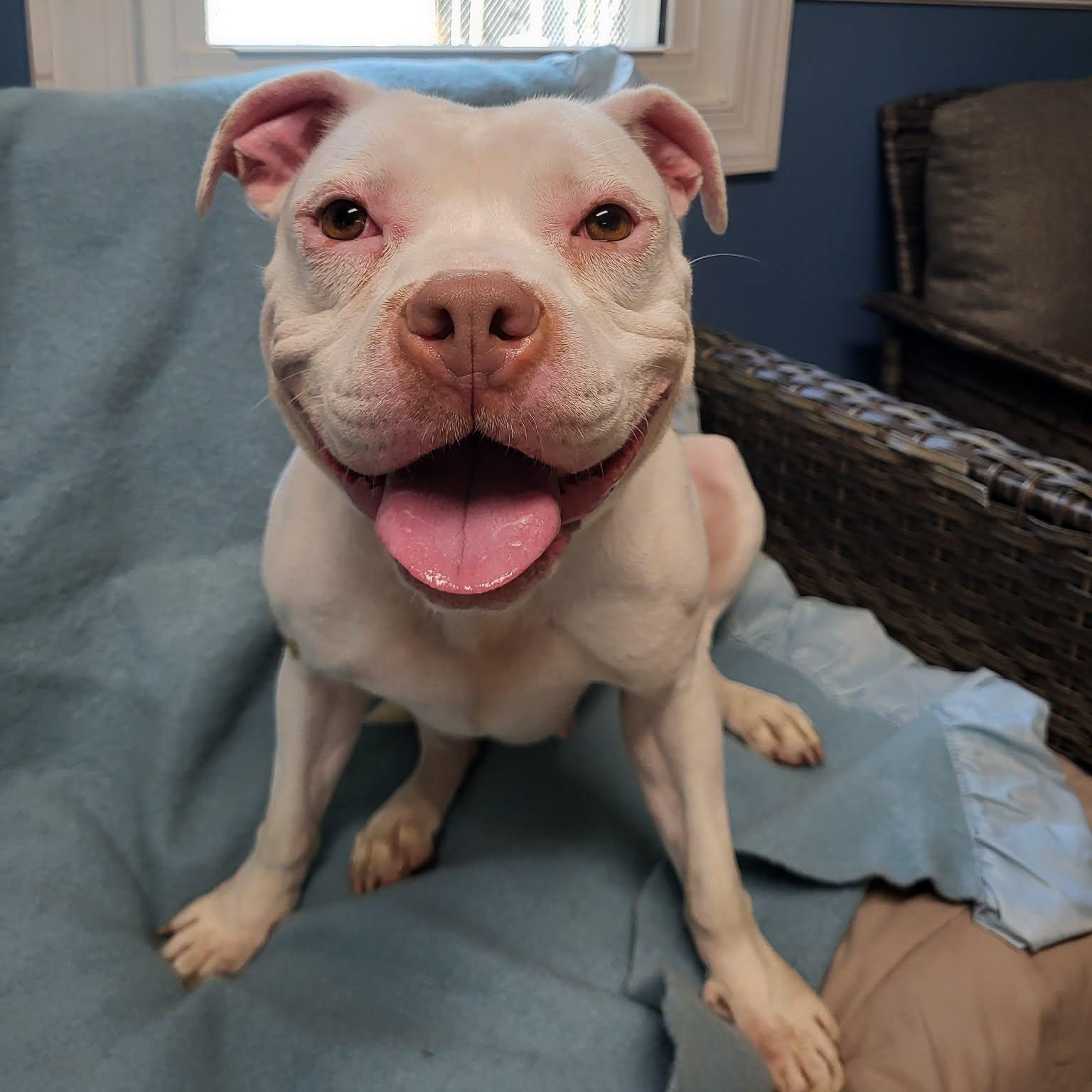 Betsy, ADOPTABLE, Young Female American Bulldog.