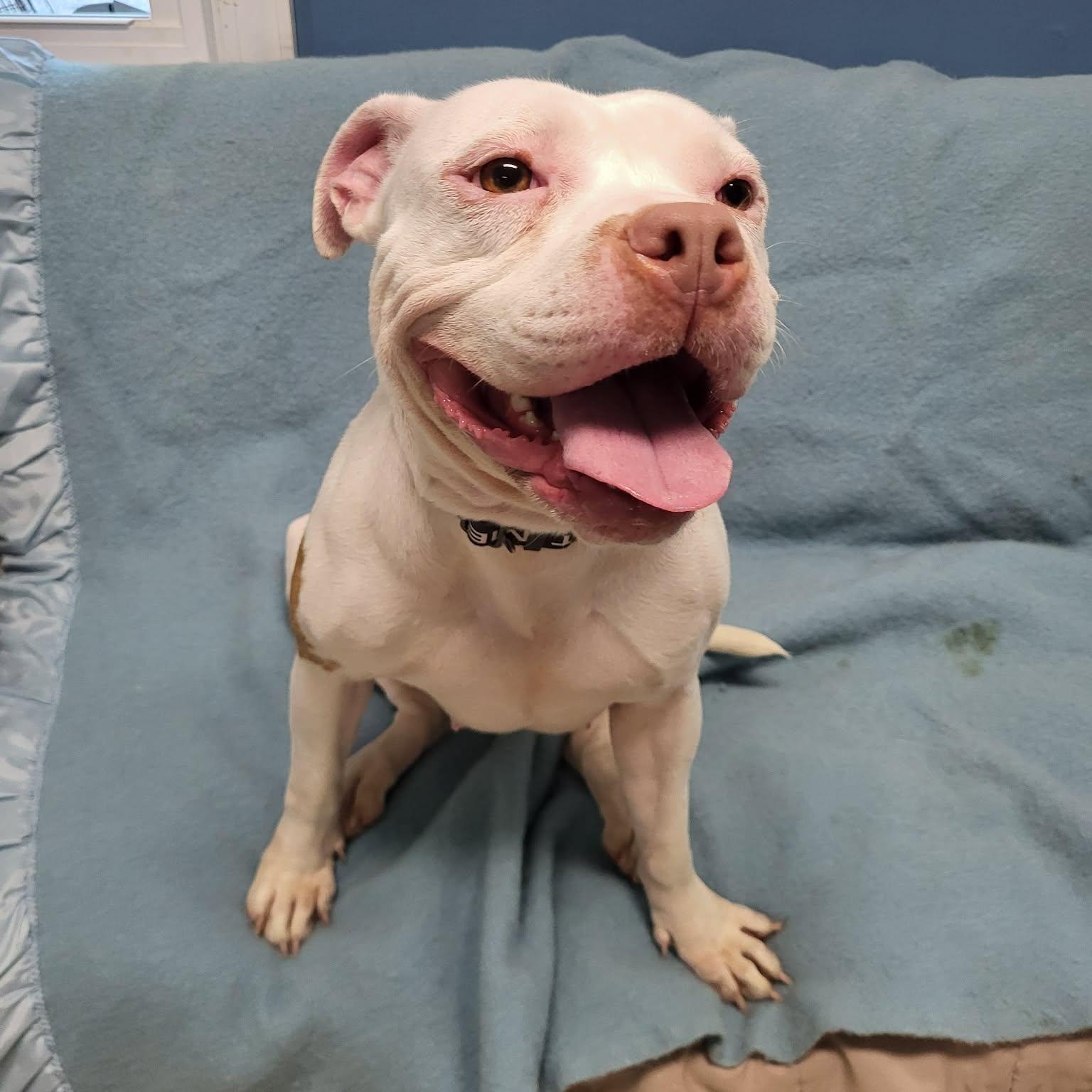 Enlarge Betsy, a ADOPTABLE American Bulldog in Sunderland, MD image 5/6