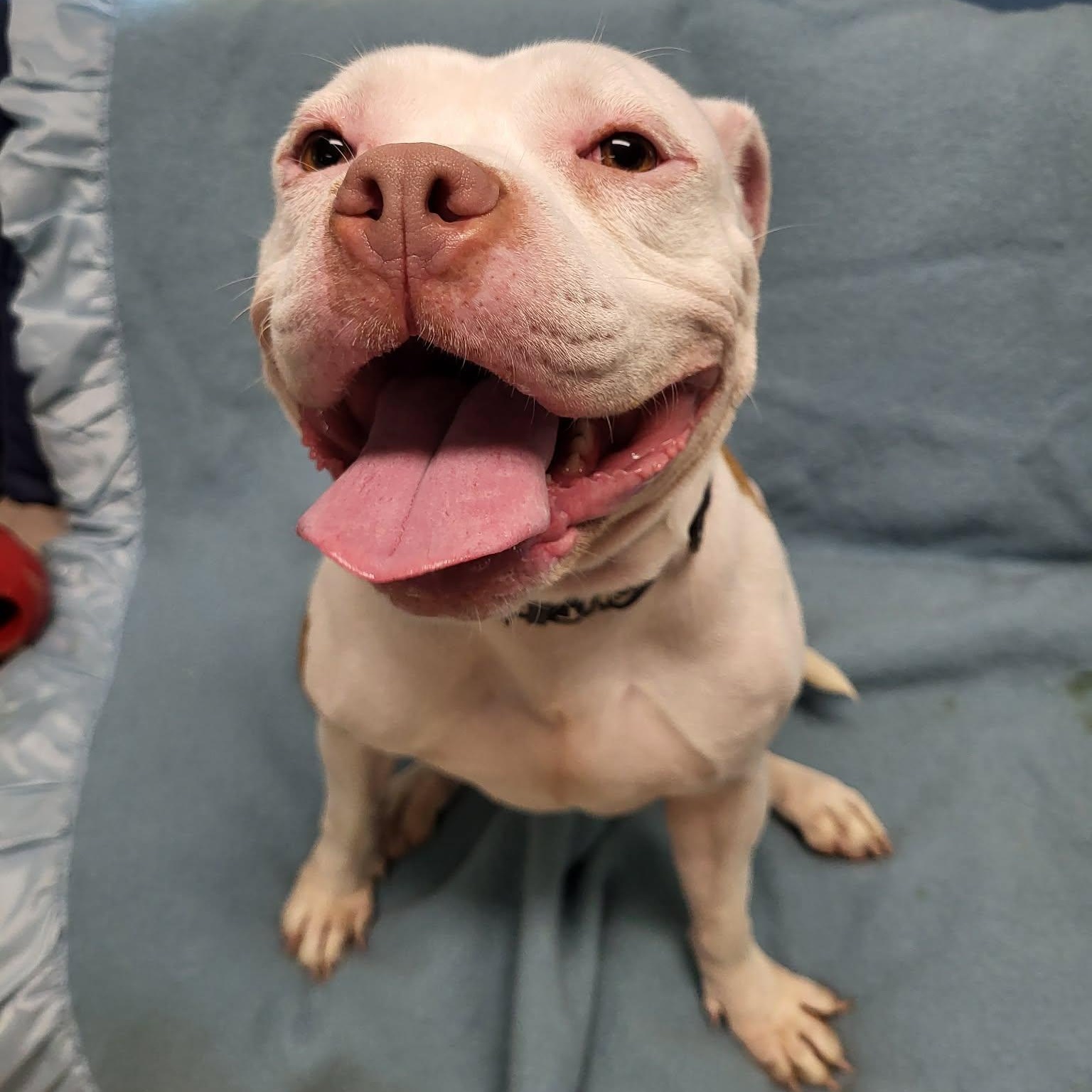 Enlarge Betsy, a ADOPTABLE American Bulldog in Sunderland, MD image 6/6