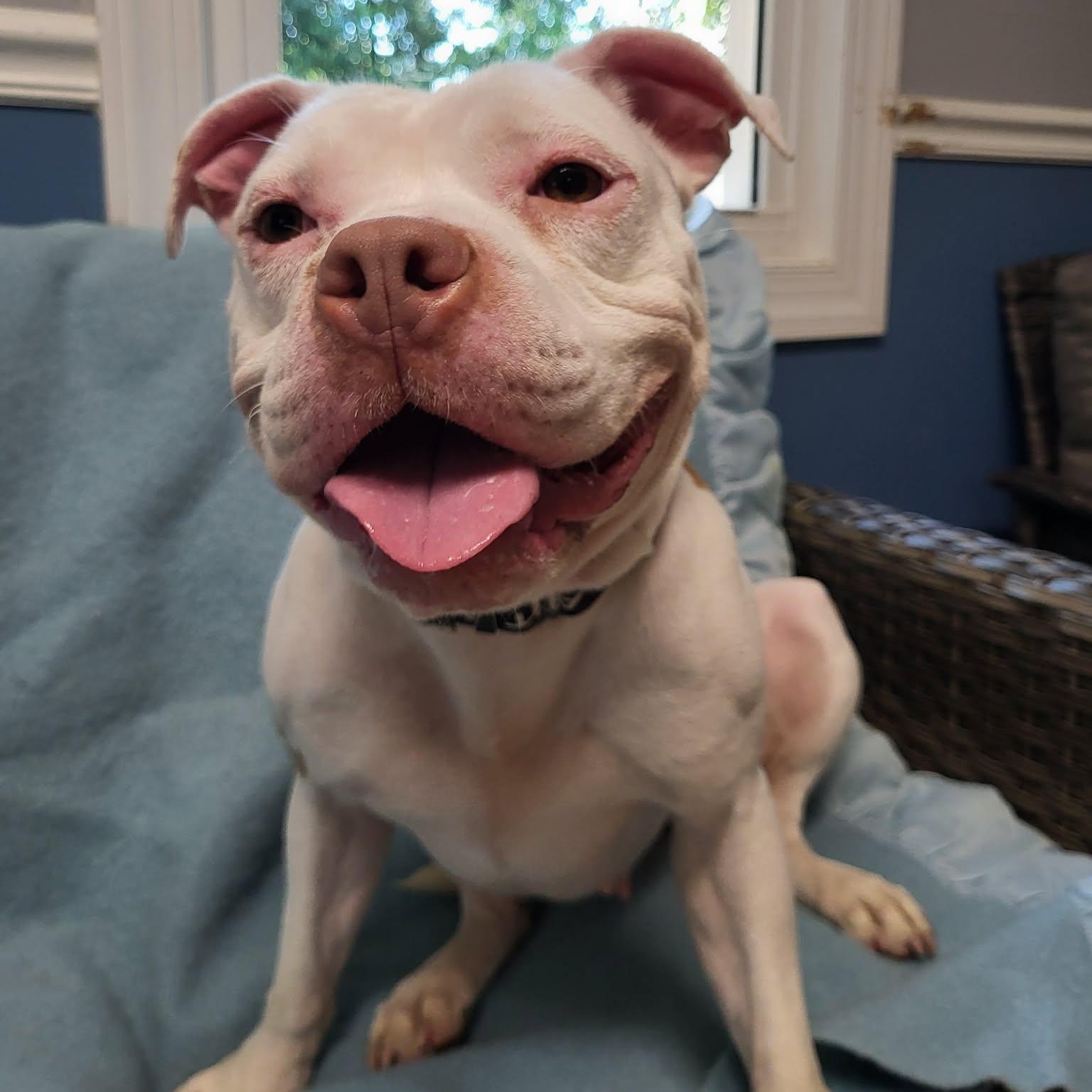 Enlarge Betsy, a ADOPTABLE American Bulldog in Sunderland, MD image 3/6