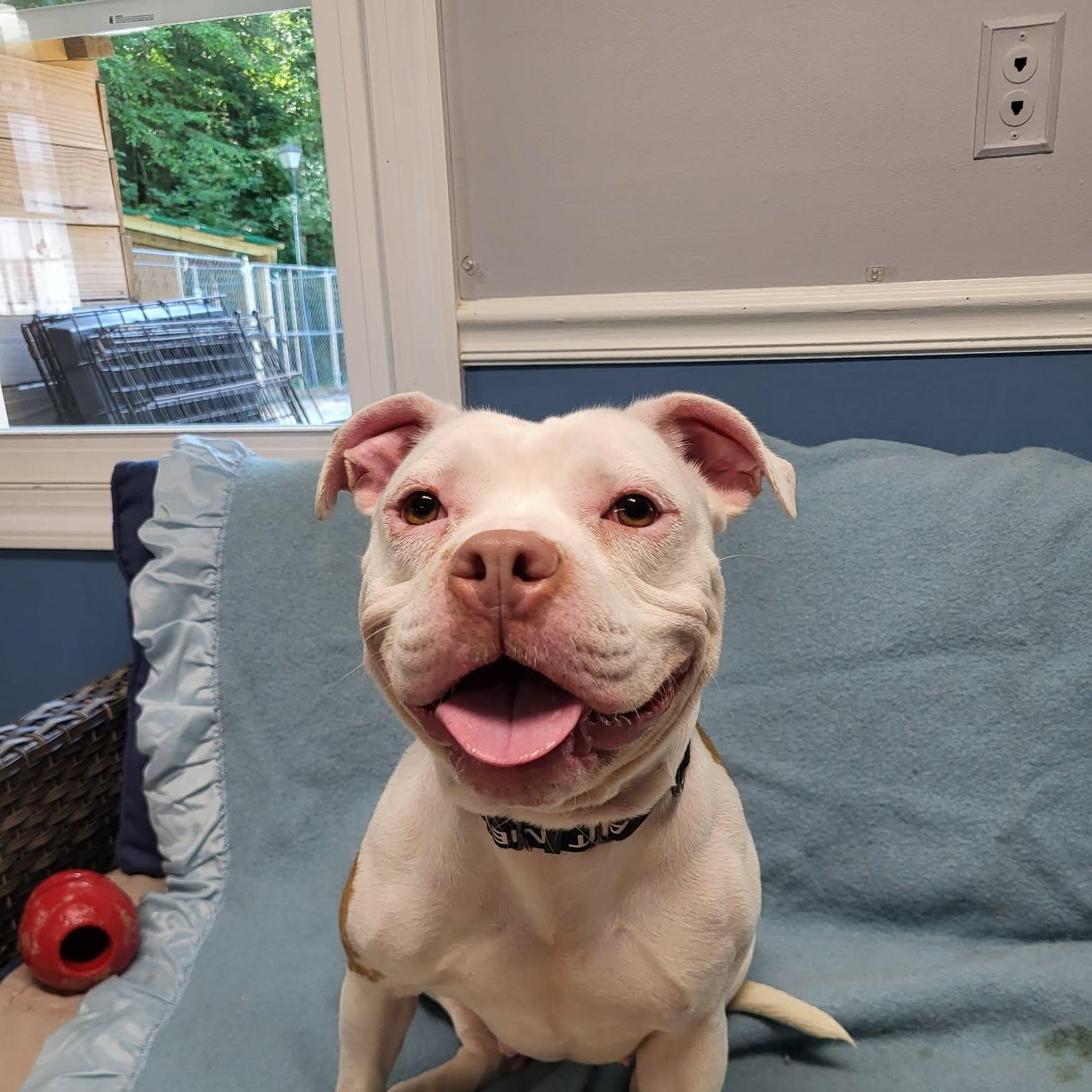 Enlarge Betsy, a ADOPTABLE American Bulldog in Sunderland, MD image 4/6