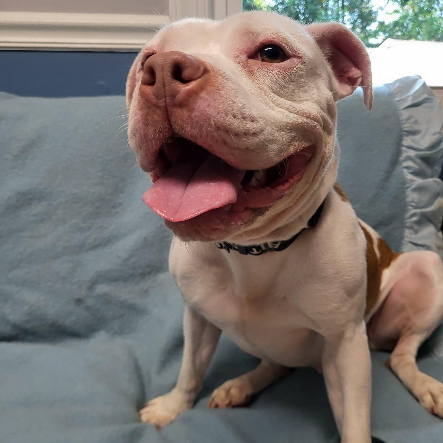 Enlarge Betsy, a ADOPTABLE American Bulldog in Sunderland, MD image 2/6