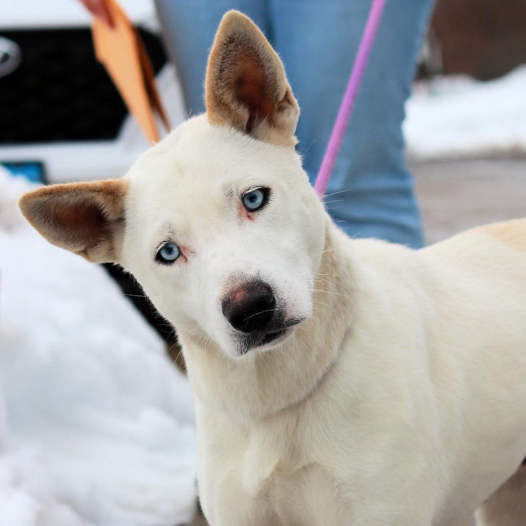 CT Hazel, Adoptable, Adult Female Husky.