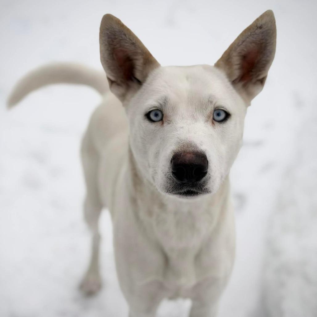 Enlarge CT Hazel, a Adoptable mixed breed in Eastford, CT image 2/5