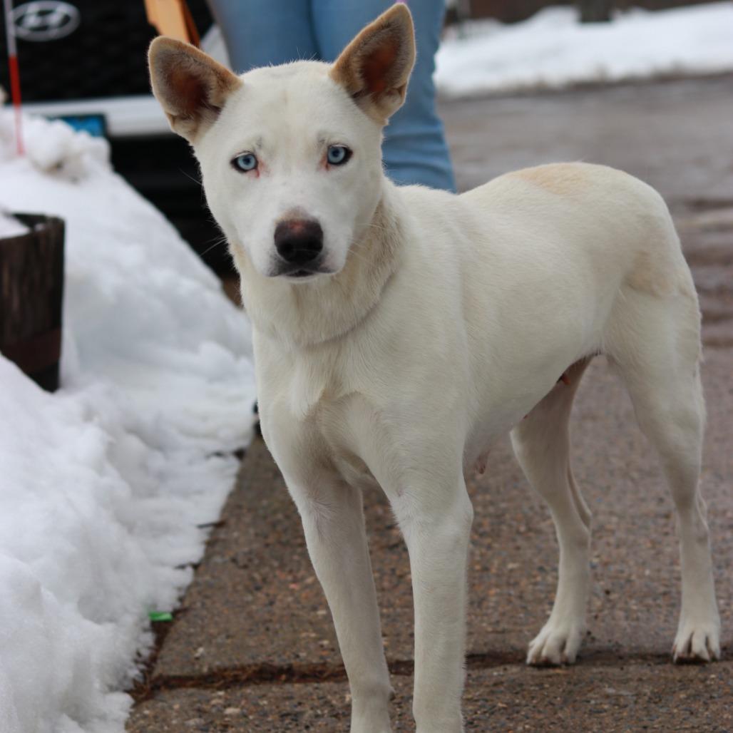 Enlarge CT Hazel, a Adoptable mixed breed in Eastford, CT image 5/5