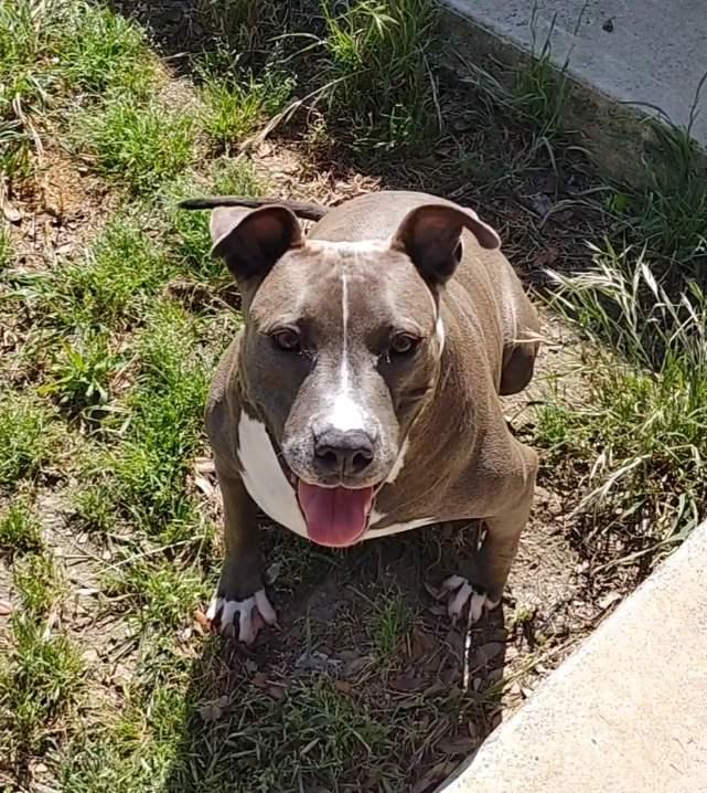 Enlarge Betty Boop, a Adoptable American Staffordshire Terrier in New Braunfels, TX image 3/6