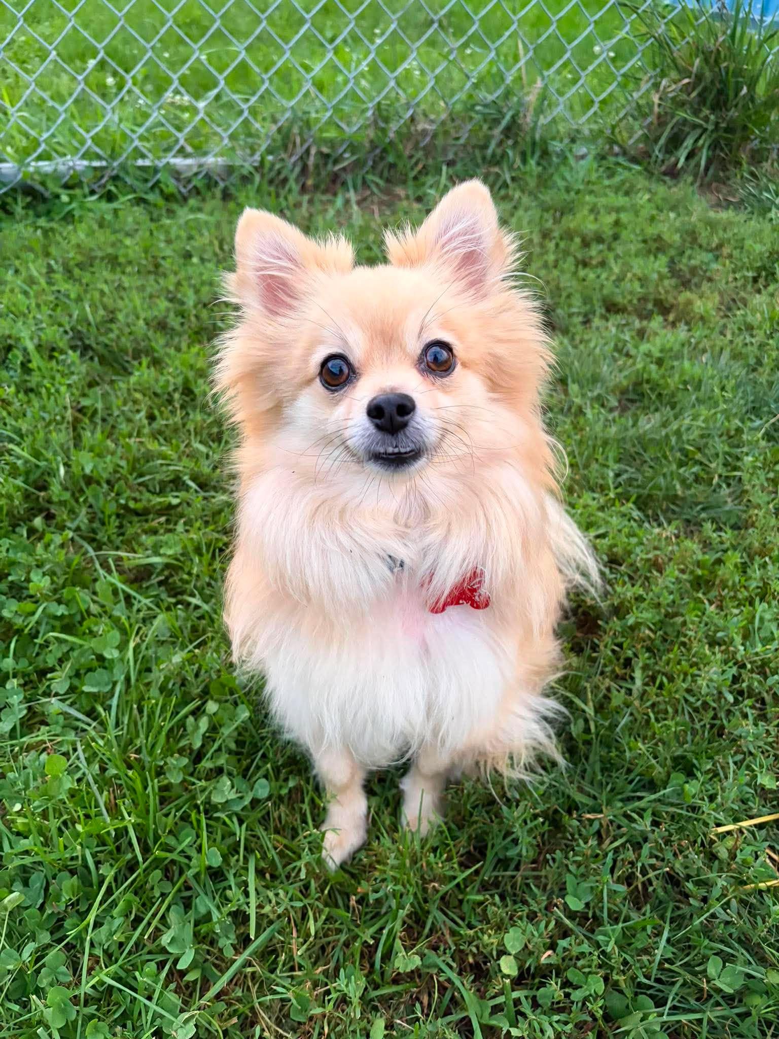 Gru, Adoptable, Adult Male Pomeranian.