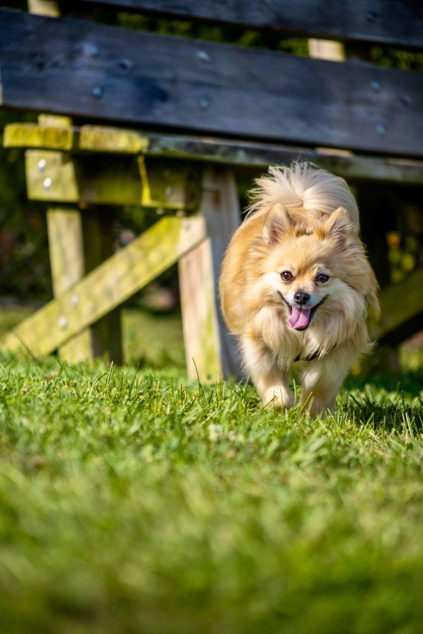 Enlarge Gru, a Adoptable Pomeranian in Valparaiso, IN image 2/3
