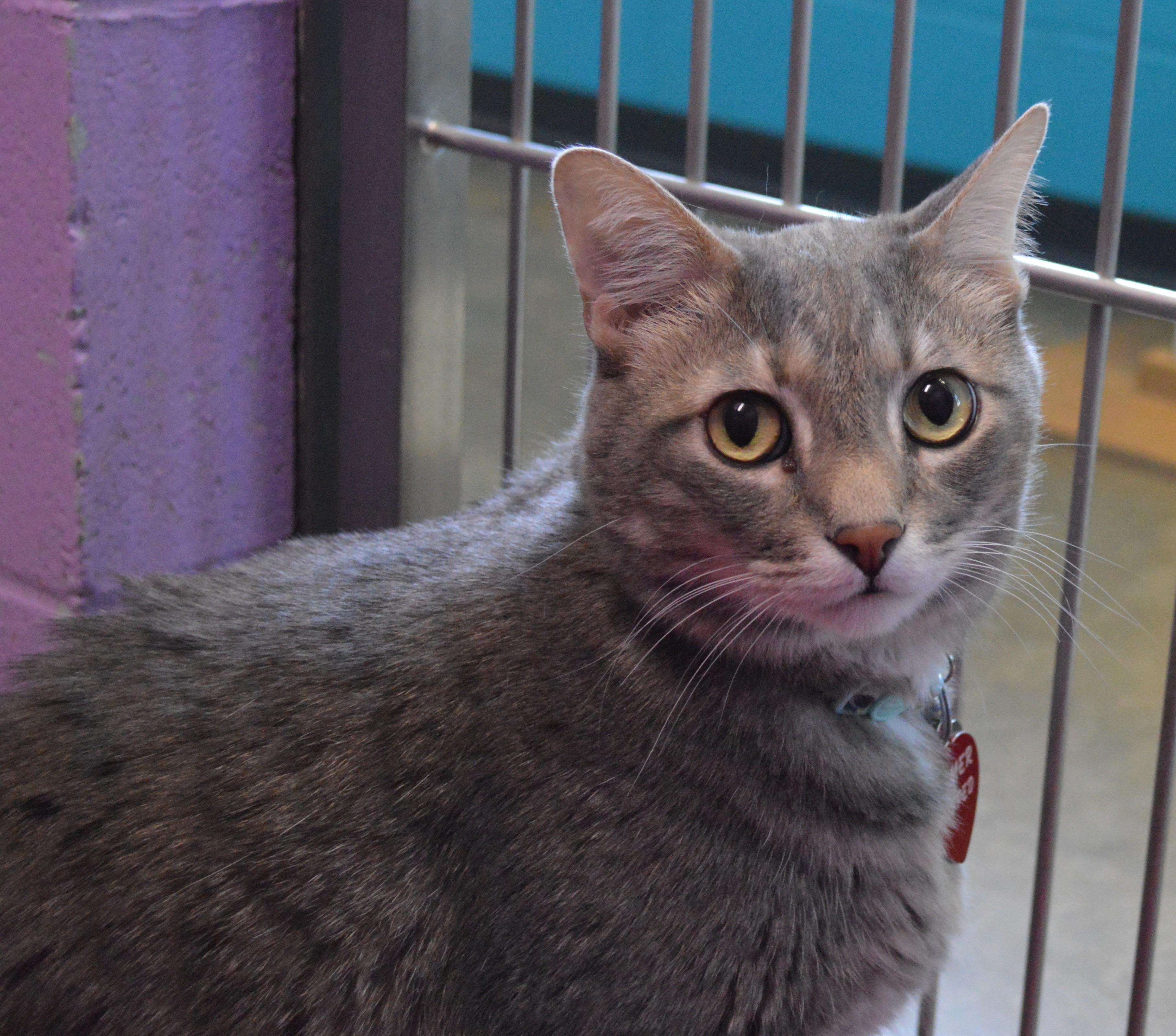 Beemer, adopted, Adult Male Domestic Short Hair.