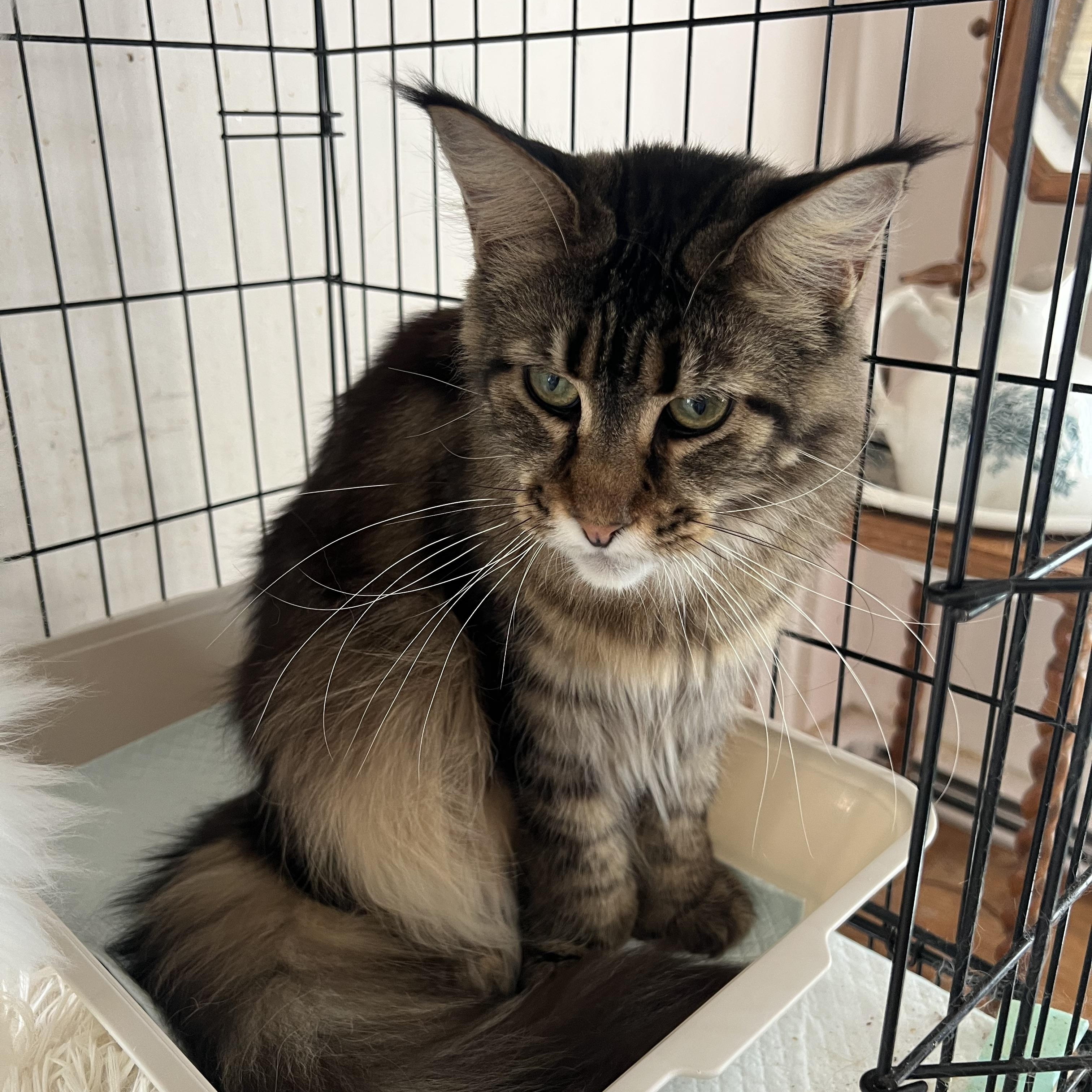 Enlarge Avalon, a ADOPTABLE Maine Coon in Federalsburg, MD image 2/5