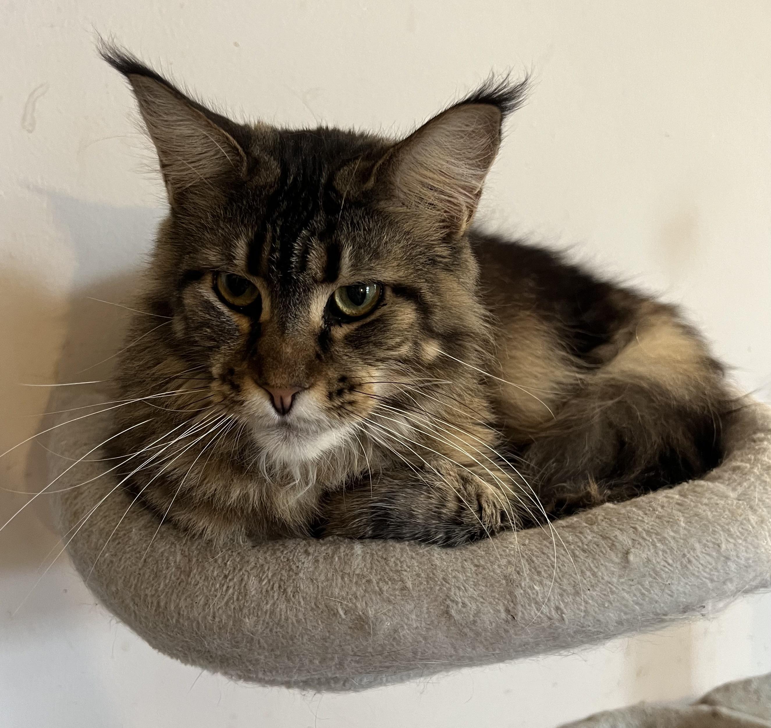 Avalon, ADOPTABLE, Adult Female Maine Coon.