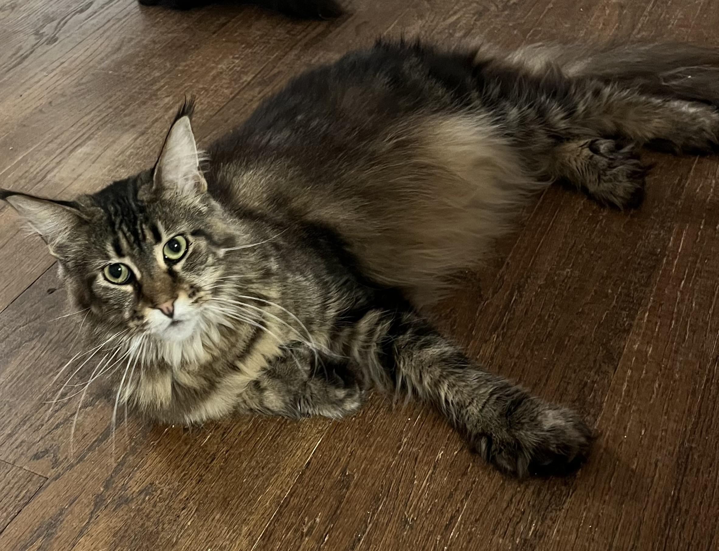 Enlarge Avalon, a ADOPTABLE Maine Coon in Federalsburg, MD image 5/5