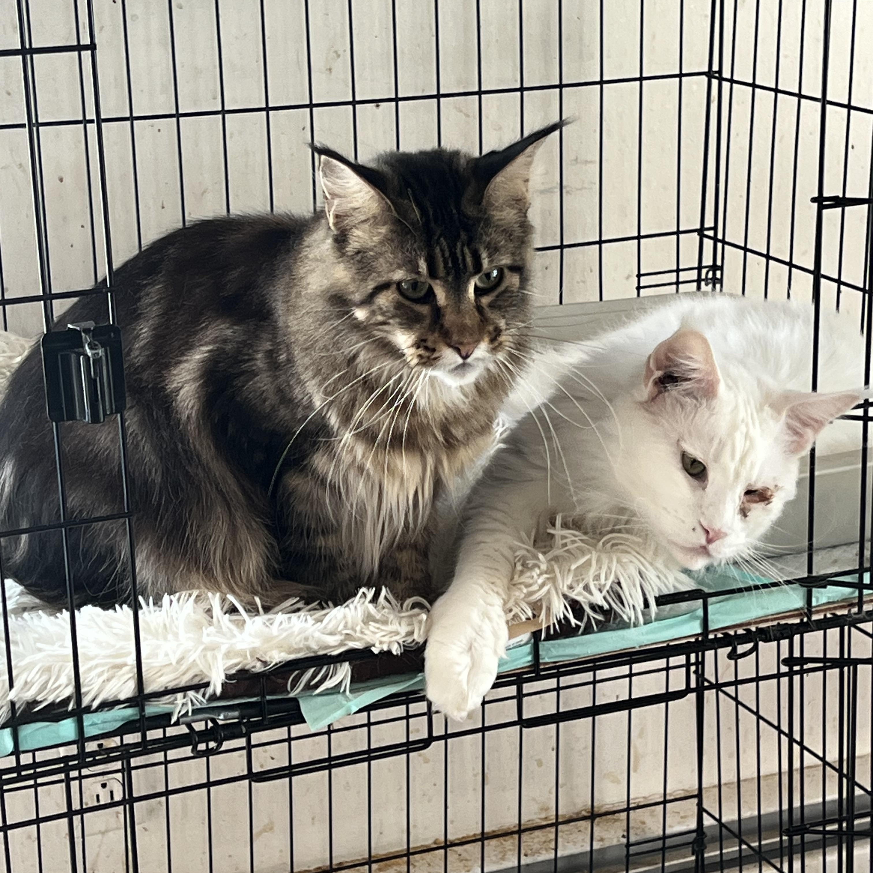 Enlarge Avalon, a ADOPTABLE Maine Coon in Federalsburg, MD image 3/5