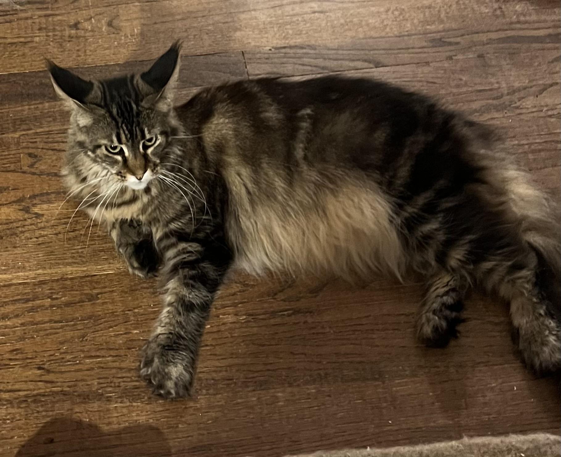 Enlarge Avalon, a ADOPTABLE Maine Coon in Federalsburg, MD image 4/5
