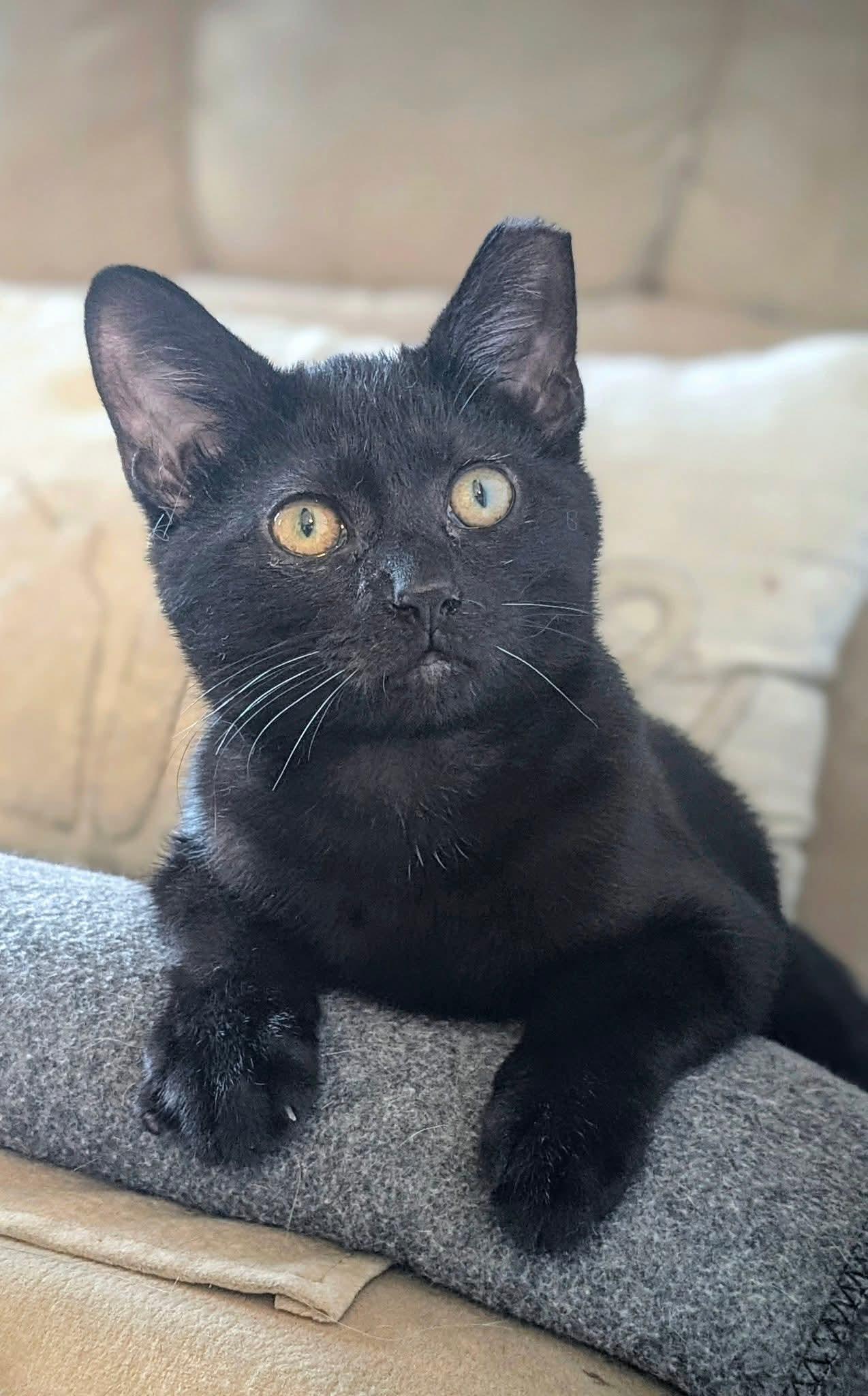 Enlarge Cheese, a ADOPTABLE Domestic Short Hair in Carnegie, PA image 6/6