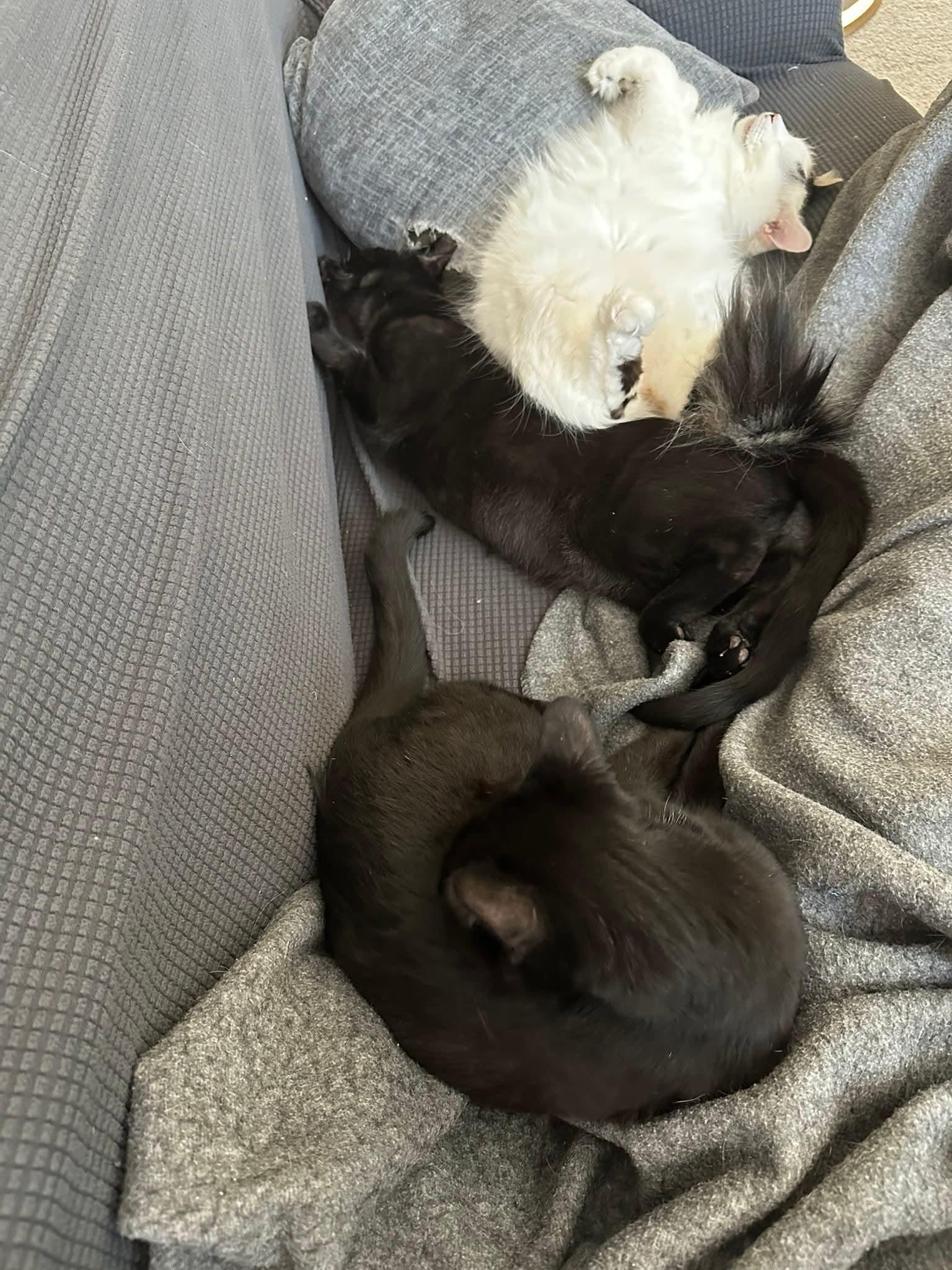 Enlarge Cheese, a ADOPTABLE Domestic Short Hair in Carnegie, PA image 4/6