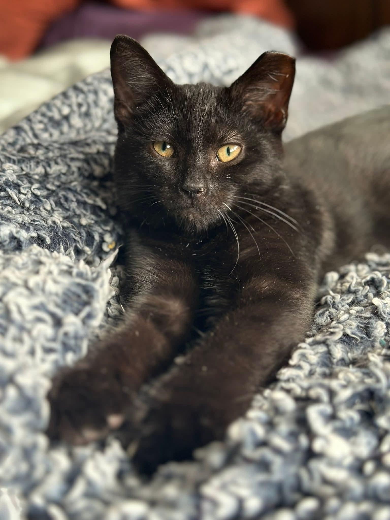 Enlarge Cheese, a ADOPTABLE Domestic Short Hair in Carnegie, PA image 3/6