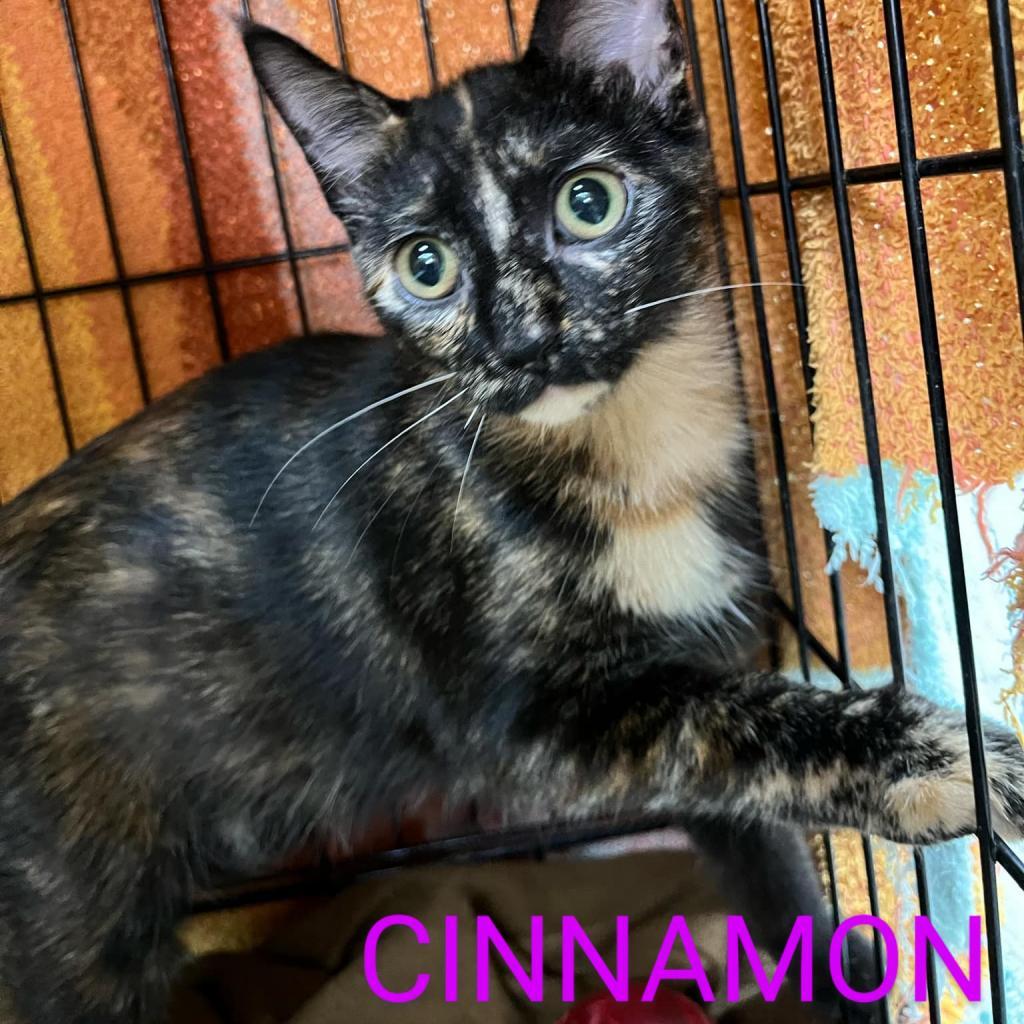 Cinnamon, Adoptable, Adult Female Domestic Short Hair.