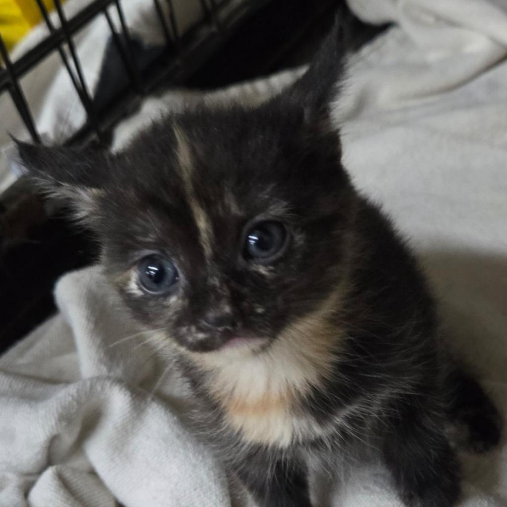 Enlarge Cinnamon, a Adoptable Domestic Short Hair in Union City, PA image 2/3