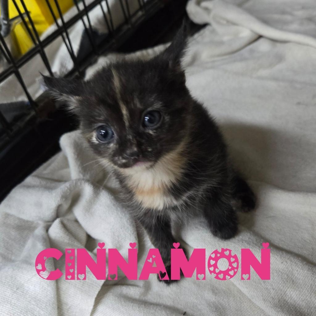 Enlarge Cinnamon, a Adoptable Domestic Short Hair in Union City, PA image 3/3