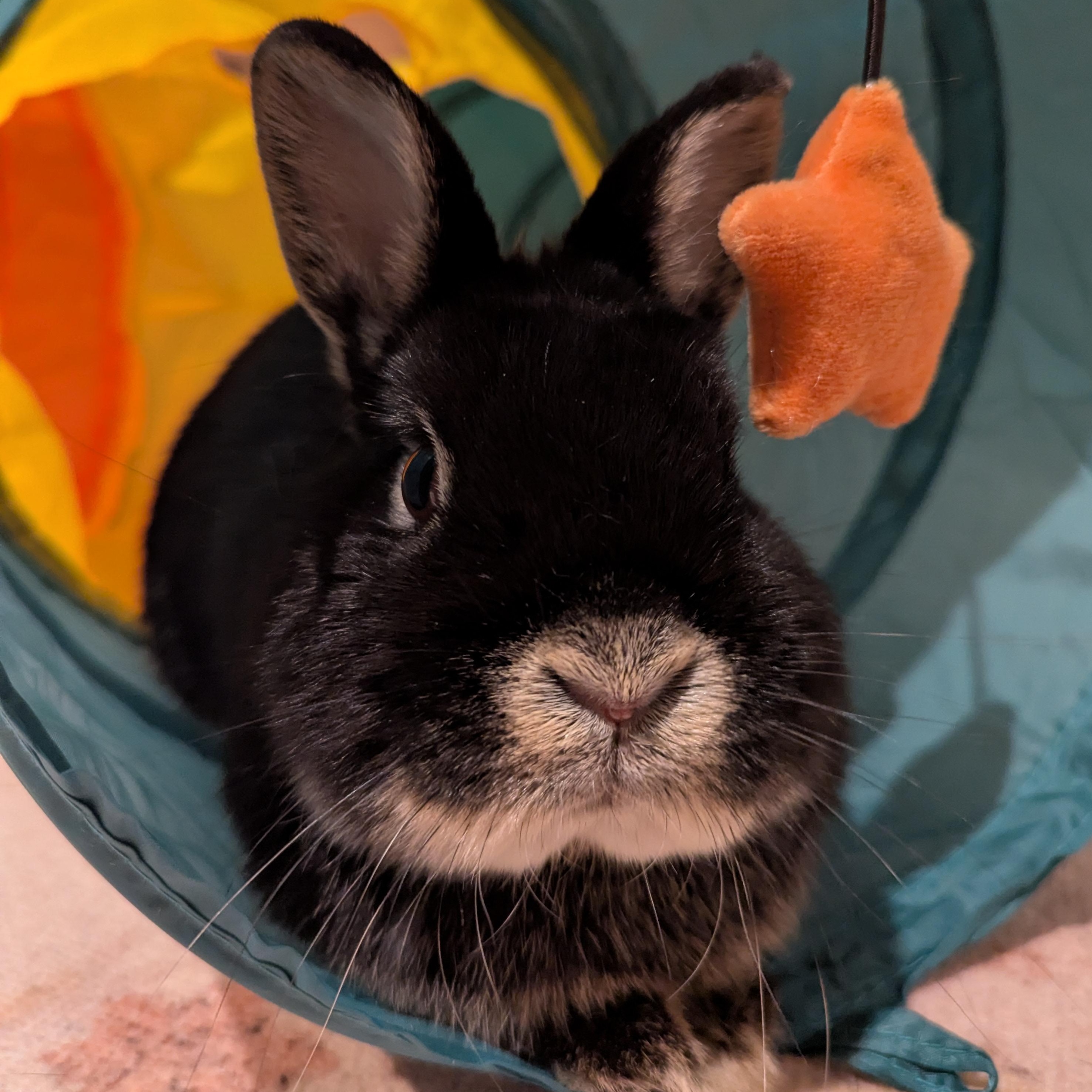 Enlarge Chikorita, an adopted Netherland Dwarf in Forest Hills, NY image 2/5