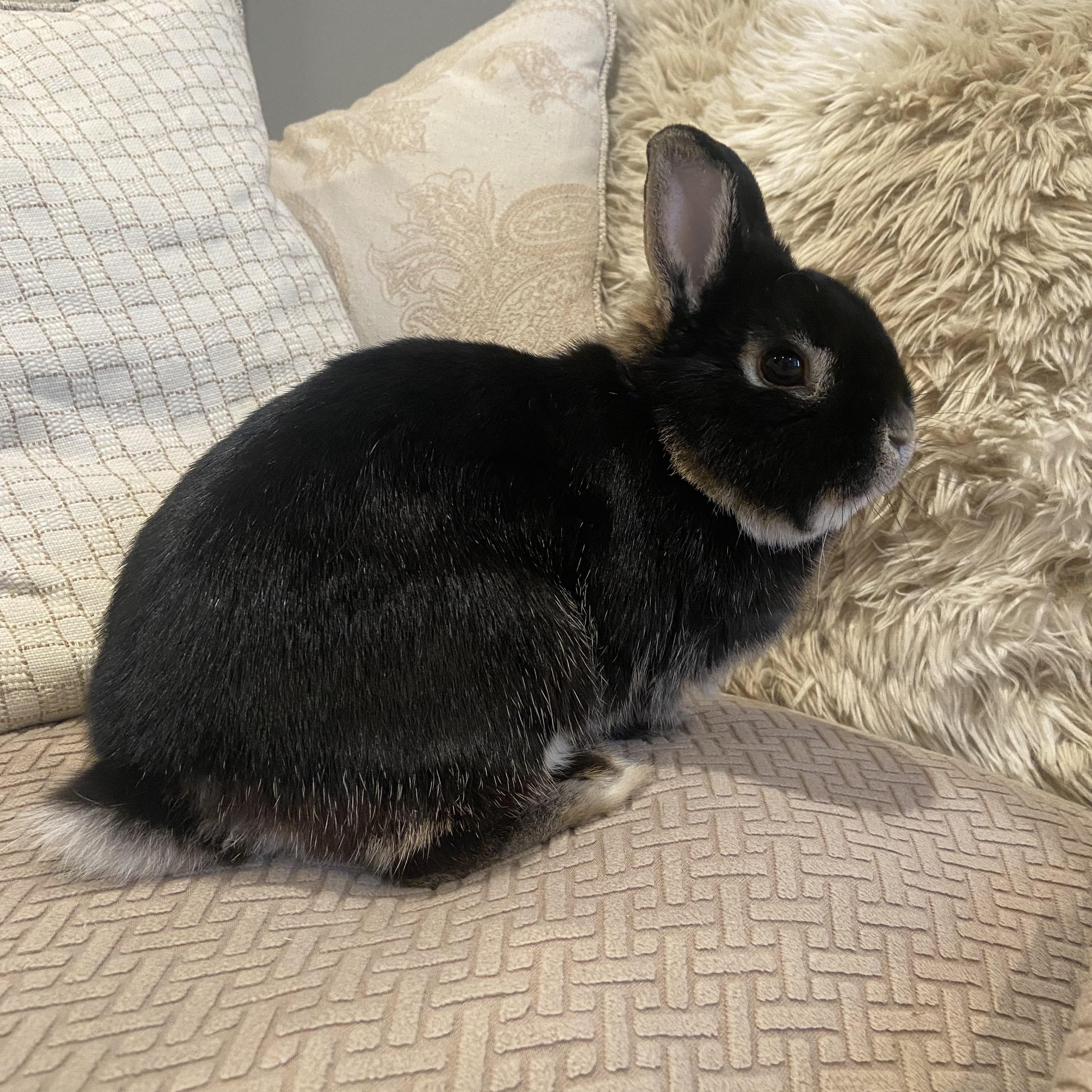 Enlarge Chikorita, an adopted Netherland Dwarf in Forest Hills, NY image 4/5