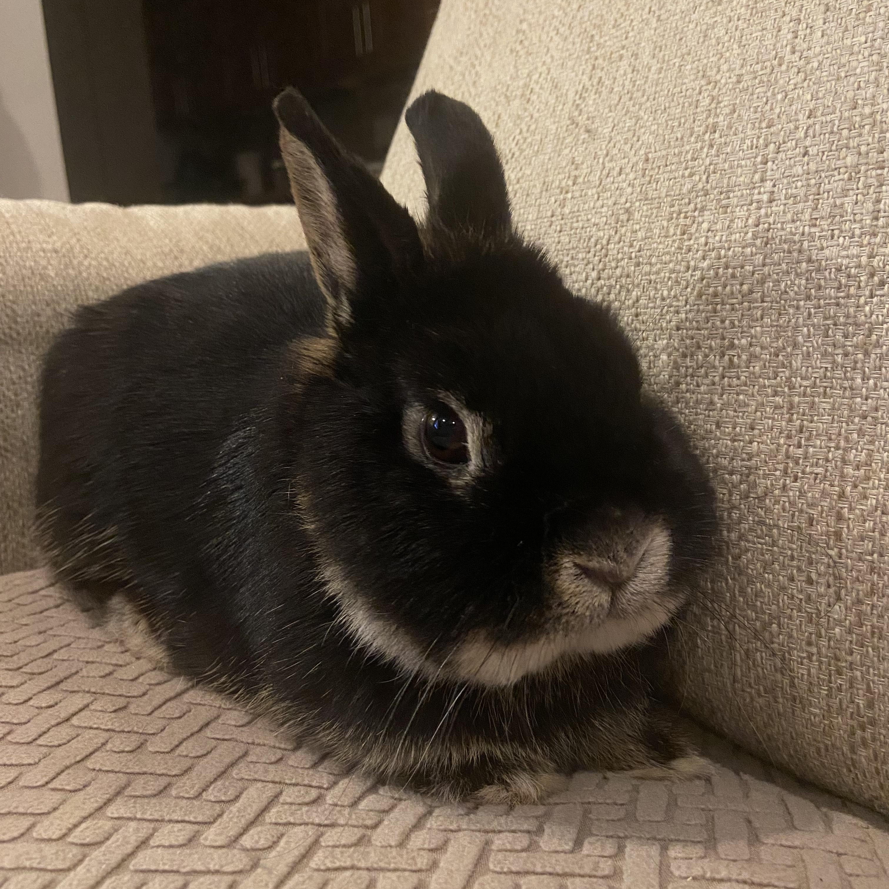 Enlarge Chikorita, an adopted Netherland Dwarf in Forest Hills, NY image 1/5